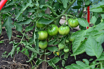 unripe green tomatoes on tomato plant with green leaves on garden bed isolated, close-up