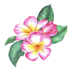 Composition of plumeria flowers and leaves. Frangipani.Watercolor botanical illustration.Isolated on a white background.For the design of stickers, travel brochures, packaging for cosmetics, perfumes