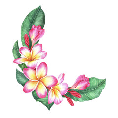Semicircular composition of plumeria flowers and leaves. Frangipani. Watercolor botanical illustration. Isolated on a white background. For the design of packaging for cosmetics, travel brochures - obrazy, fototapety, plakaty