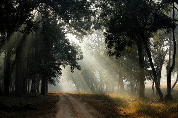 Morning Sun Rays Breaking through the Trees, over a Gravel Road in Kanha Forest. Kanha National Park, Madya Pradesh, India
