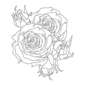 Composition of roses and buds vector illustration in line art style. Hand drawn 5 flowers. For the design of stickers, wedding invitations, stationery, greeting cards, clothing prints