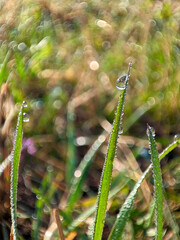 dew drops on green stalks of grass