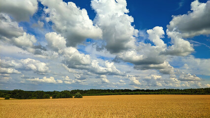 field of ripe wheat in Ukraine with beautiful clouds