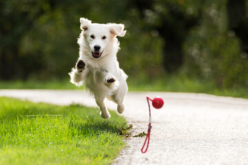 Golden Retriever spielt auf Wiese