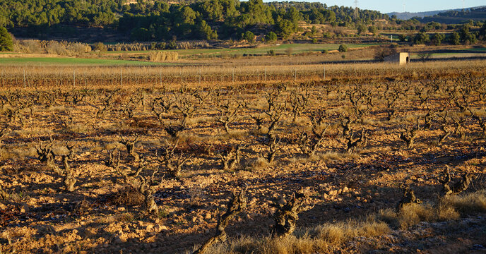 vi&ntilde;edos