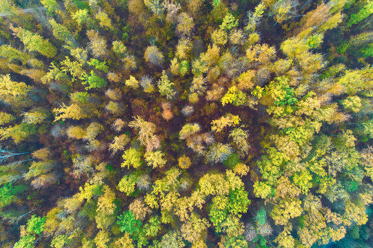 Colorful autumn forest directly from above. Big plants with yellow green foliage. Aerial view with drone. Pattern.