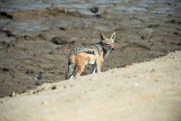 young fox in the desert