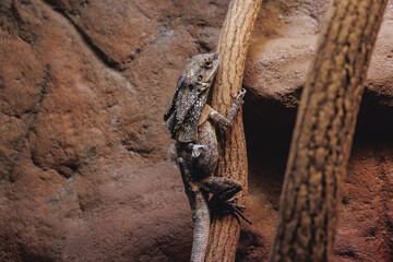 Frilled lizard - Chlamydosaurus kingii in a terrarium