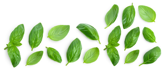 Fresh basil leaf isolated on white background with full depth of field. Top view with copy space for your text. Flat lay - obrazy, fototapety, plakaty