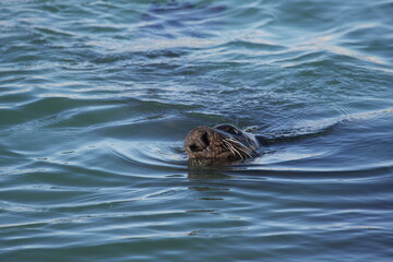 Seelöwe schaut aus dem Wasser