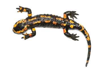 Dead Fire salamander (Salamandra salamandra) infected with Chytrid Fungus Bsal (Batrachochytrium salamandrivorans), Ruhr-District, Germany