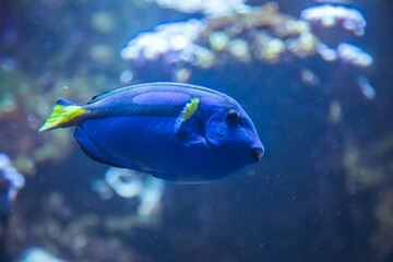 Fototapeta na wymiar Doktorfisch schwimmt durch das Aquarium