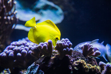 Gelber Segelflossendoktorfisch im Aquarium