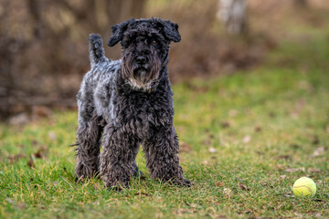 a dog with a tennis ball plays in the meadow, little black schnauzer