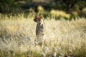 cheetah sitting in the grass