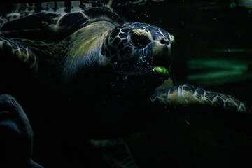 Meeresschildkröte frisst unter Wasser Gemüse