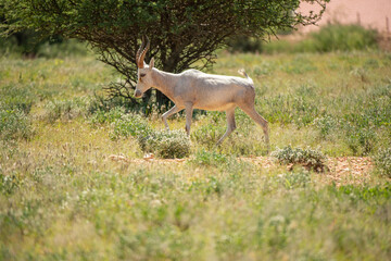 deer in the forest