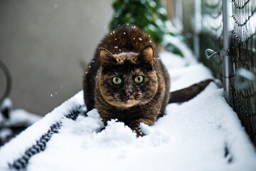 Schildpatt-Katze sitzt im Schnee und schaut in die Kamera