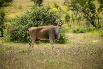 antelope in the grass