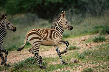 zebra in the wild