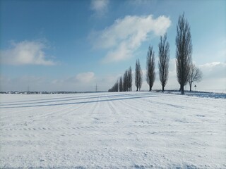 White snow covered trees winter on Poland 