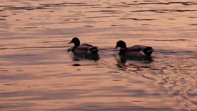 Silhouettes of two ducks swimming side by side in rippled water of a lake or pond, sunset colors reflected on the surface. Following birds in their habitat - waterfowl in natural environment.