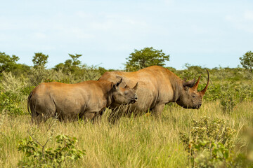 Fototapeta na wymiar rhino in the wild