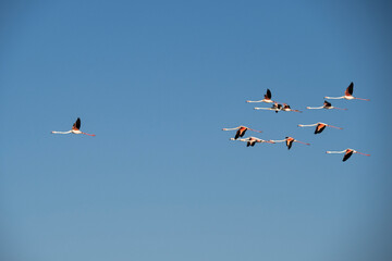 Flamencos en la Albufera de Valencia (España)