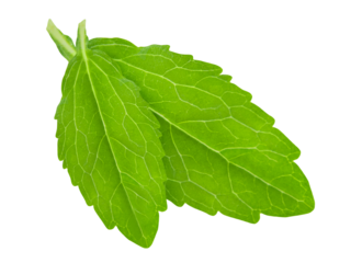 Stevia und Hintergrund transparent PNG cut out