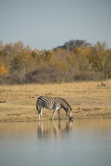 Foto op Canvas zebra in the savannah © Konstantin