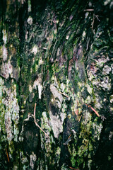 Wooden texture, wooden background, nature