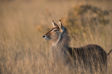 impala in the savannah