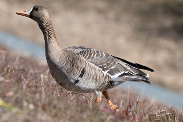 冬の渡鳥、マガン