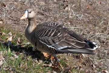 冬の渡鳥、マガン