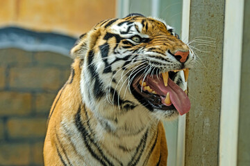 portrait of a bengal tiger