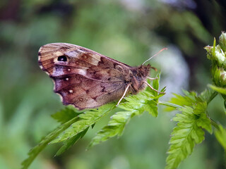 butterfly on leaf