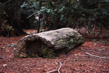 Tree trunk in the forest