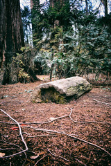 Tree trunk in the forest
