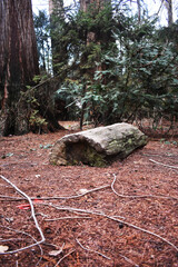Tree trunk in the forest