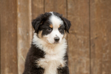 Chiots de race berger australien dans un élevage 