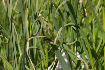 Node the arrows of young garlic, beautiful background. Green garlic scape close up. Agricultural field of garlic plant.