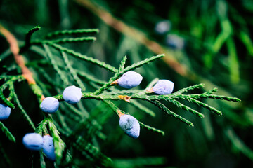 Close up of a christmas tree