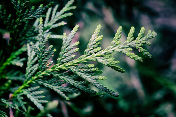 Close up of a christmas tree