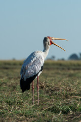 yellow billed stork