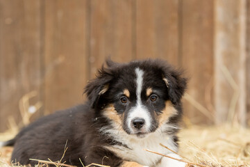 Chiots de race berger australien dans un élevage 