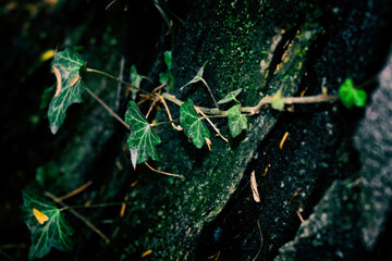 Green leaves on a tree, Nature