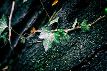 Green leaves on a tree, Nature