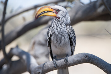 yellow billed hornbill