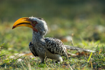 hornbill in the serengeti