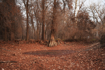 Autumn in the woods, Nature